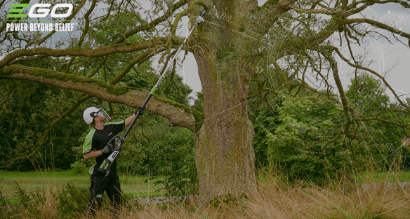 Why a cordless pole saw is the safest way to prune high branches